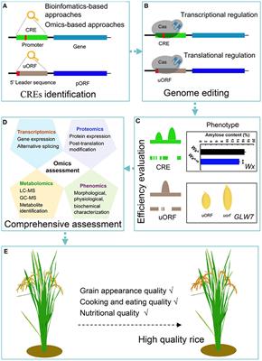 Targeting Cis-Regulatory Elements for Rice Grain Quality Improvement